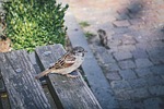 animals, bench, bird