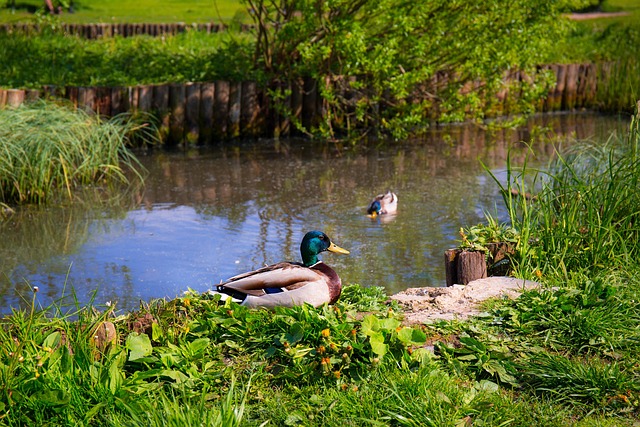 Enten, Tiere, Vögel, Gras, Grün, Teich