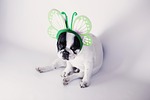 animals, black, bulldog