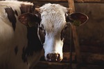 animals, brown, cattle