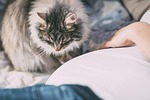 animals, people, allergy