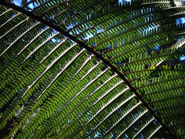 Free Fern Jungle photo and picture