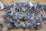 pigeons, a flock of, millet