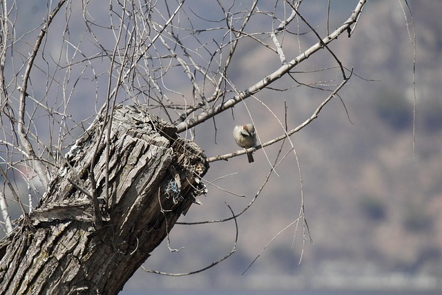 Fugle, Atitlan, Sø, Natur, Søen Atitlán
