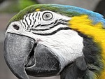 yellow macaw, ara, bird