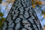 nature, abstract, autumn