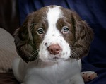 puppy, spaniel, dog