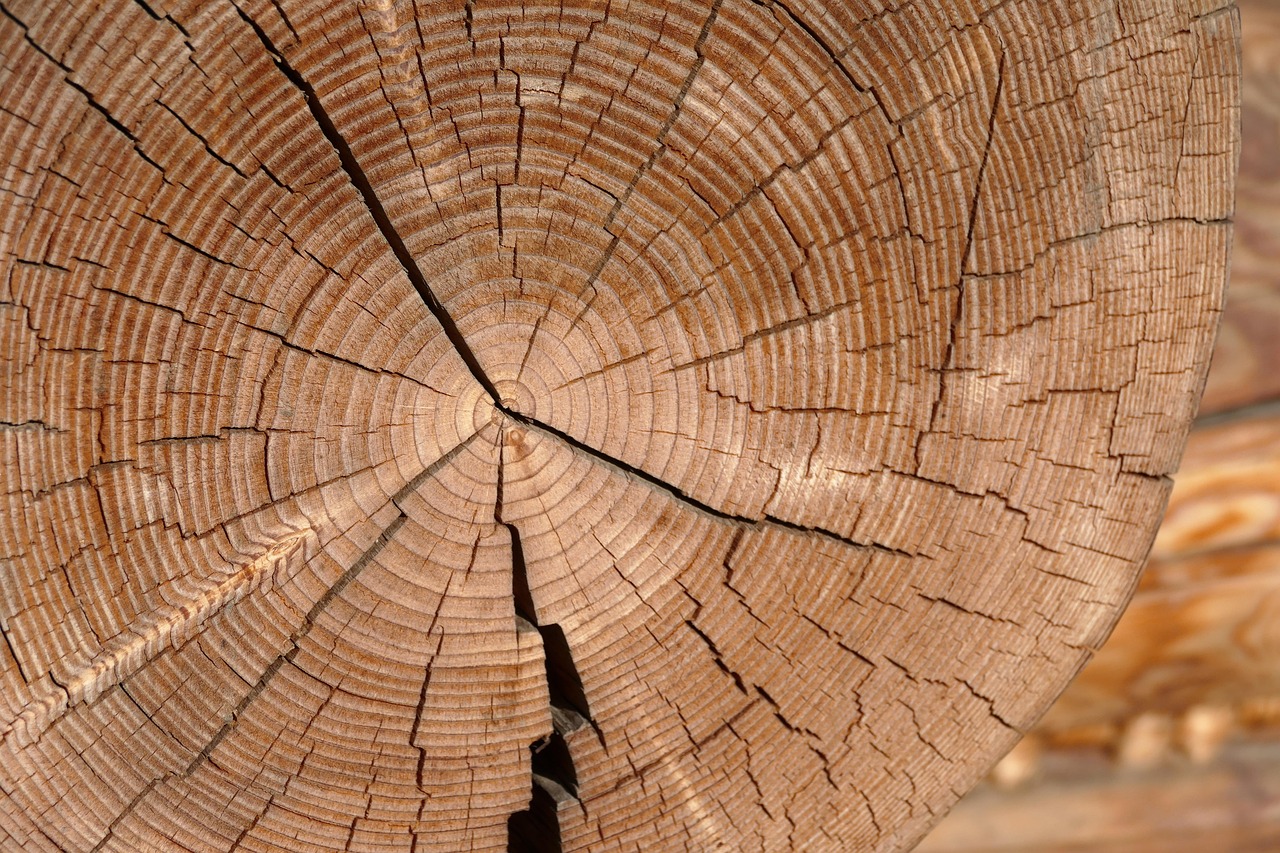 200,000+ Free Tree Cross-Section & Tree Images - Pixabay