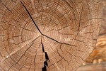 tree, wood, jug tree