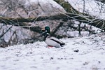 nature, animals, branch