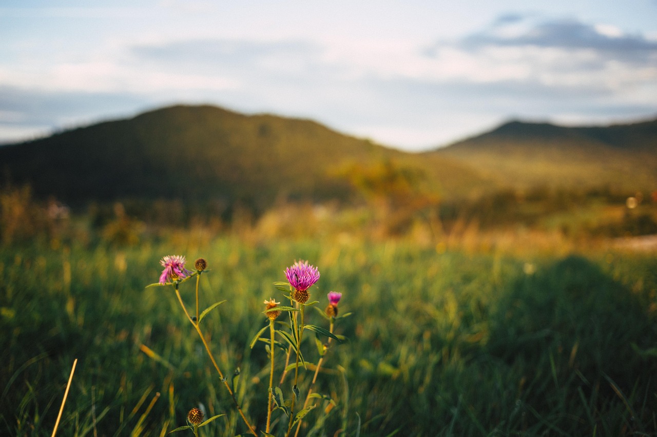 Nature - free online jigsaw puzzle photo