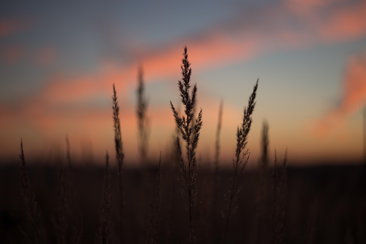 Nature Wallpaper Editing