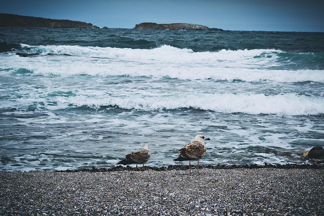Natur, Vögel, Schwarzes Meer, Küste