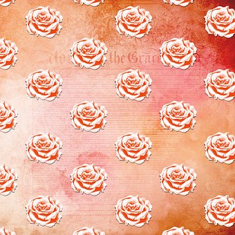 Blume, Blumen, Rose, Garten, Rosa