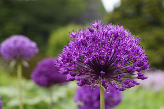 Allium, Zierlauch, Violett, Blüte