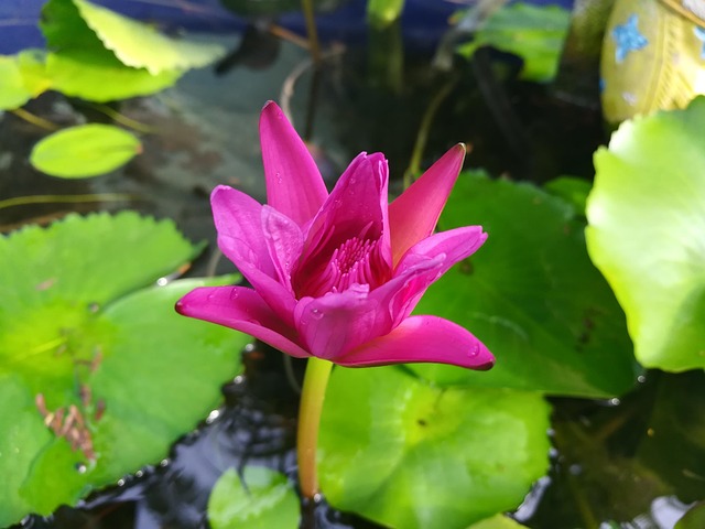 Free Flower Pink photo and picture