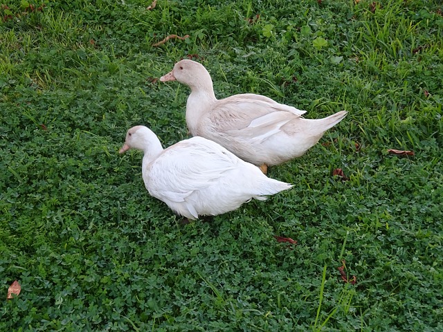 Free Ducks Wild photo and picture