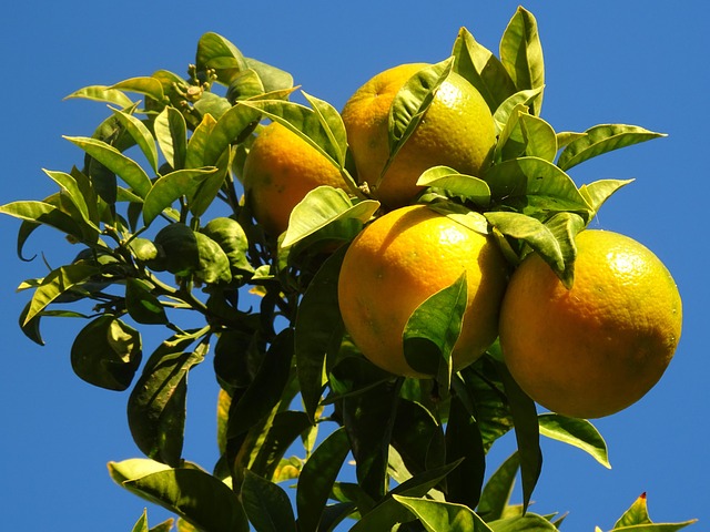 Free Oranges Orange Tree photo and picture