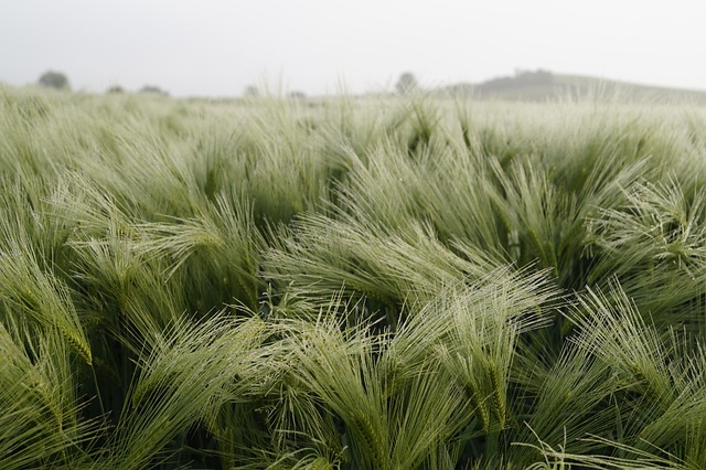Gerste, Wassertropfen, Sommer, Morgentau