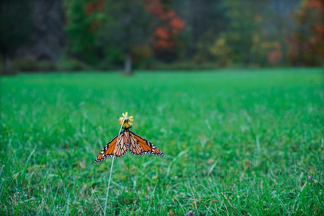 Free Monarch Butterfly Butterfly photo and picture