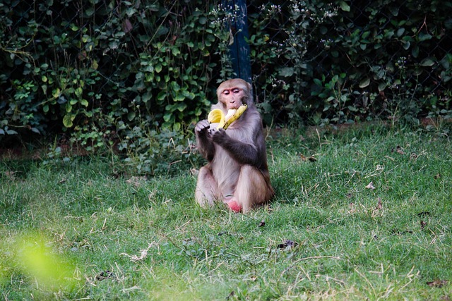 Free Banana Monkey photo and picture