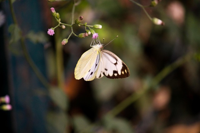 Free Butterfly Nature photo and picture