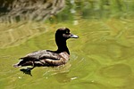 tufted duck, ducks, play