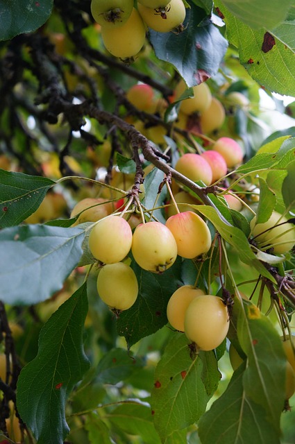 Free Apple Pie Apples photo and picture