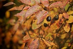 autumn, berry, nature