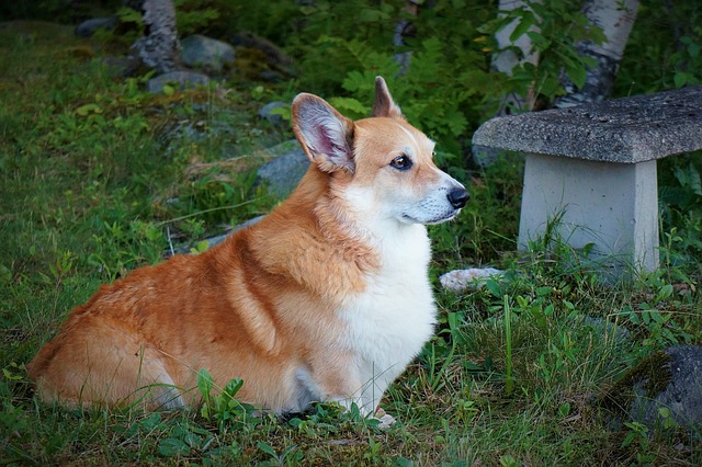 Free Dog Pet photo and picture