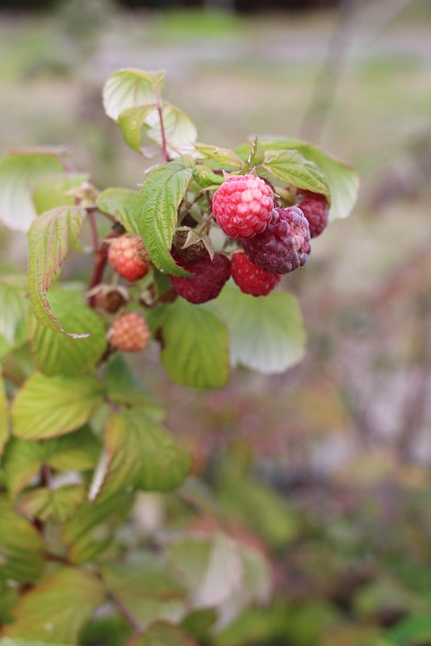 Silver Bay Point Raspberry Raspberry Organic Branch - Free photo on Pixabay - Pixabay