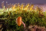 mushroom, small mushroom, moss