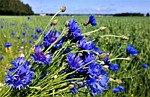 flowers, cornflower, flower bed