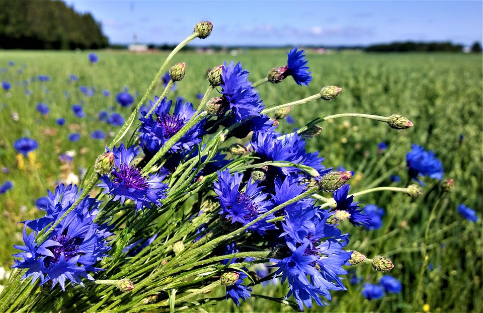花 コーンフラワー 花のベッド Pixabayの無料写真