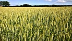 cornfields, go, countryside
