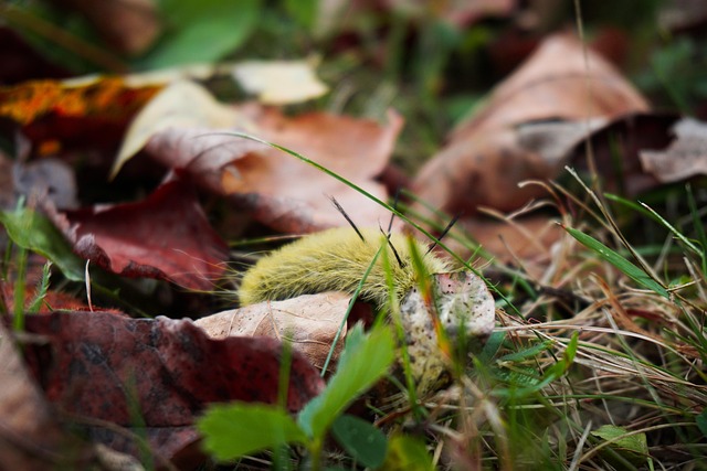 Free American Dagger Moth Fall photo and picture