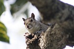 squirrel, branch, wood