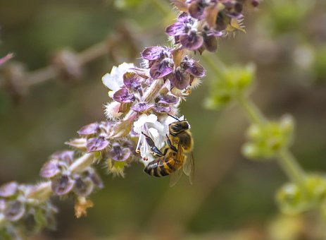 Abeja, Flores, Naturaleza, Flor, Insecto