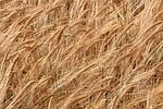 cereals, cornfield, field