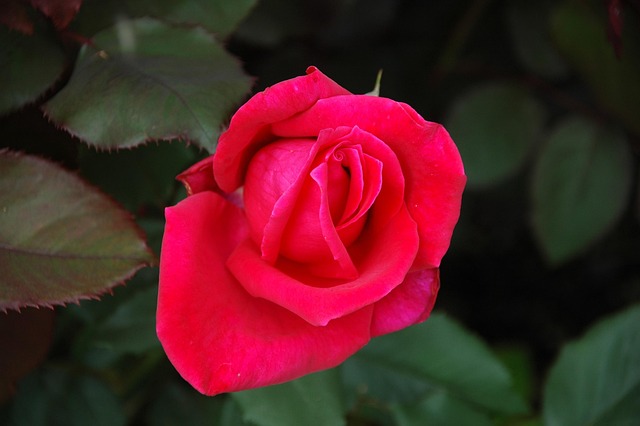 Free Noble Rose Beautiful Flowers photo and picture