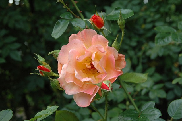 Free Noble Rose Flower photo and picture