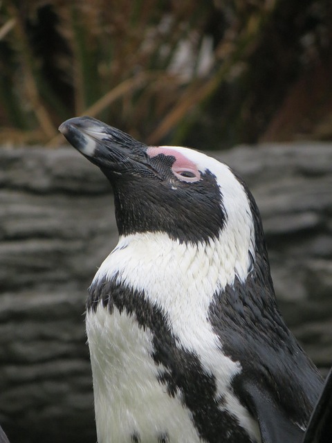 Pinguin, Grădină Zoologică, Pasăre