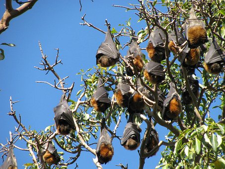 Lilieci, Viata Salbatica, Australia