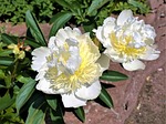flowers, pion, garden