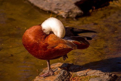 Free Duck Late photo and picture