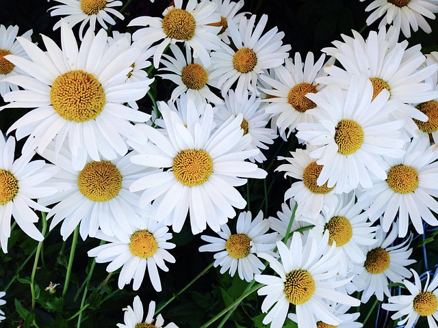 Free Garden Daisies photo and picture