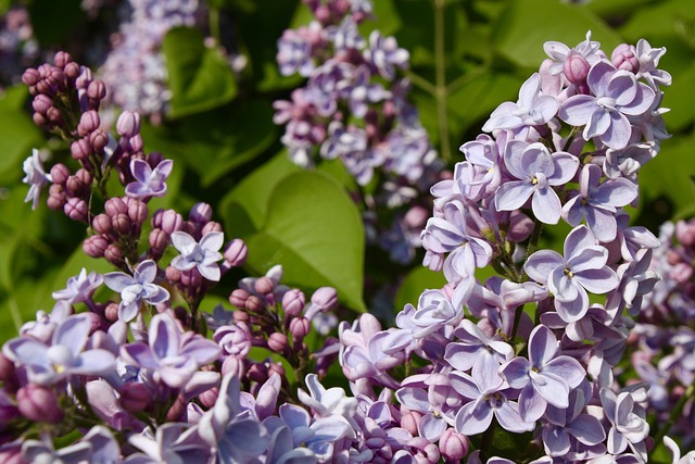 Free Garden Lilac photo and picture