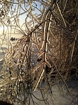 ice storm, winter, storm