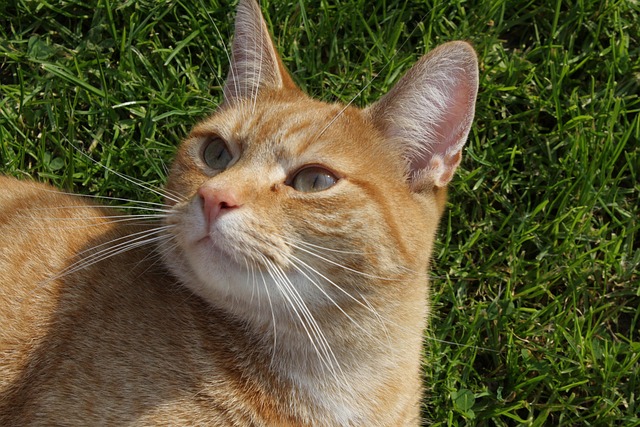 Free Cat Pet photo and picture