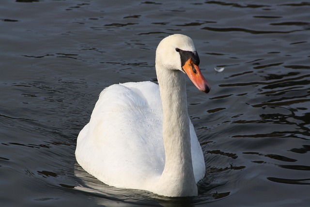 Free Swan Water photo and picture